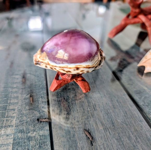 Seashell Collection - Picture 5 of 8